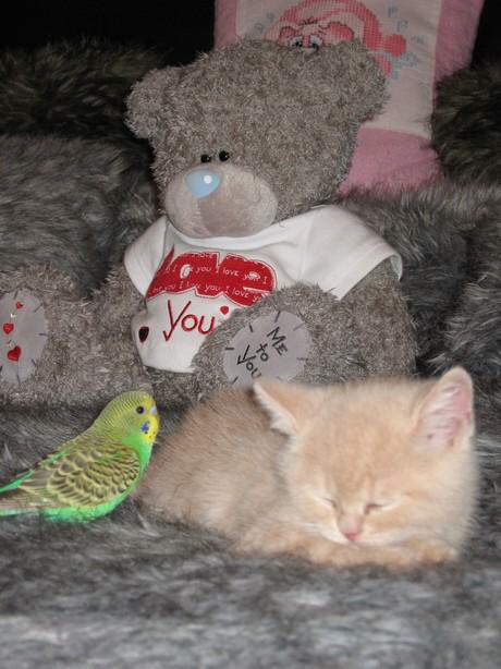 Parrot & Cat