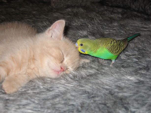 Parrot & Cat