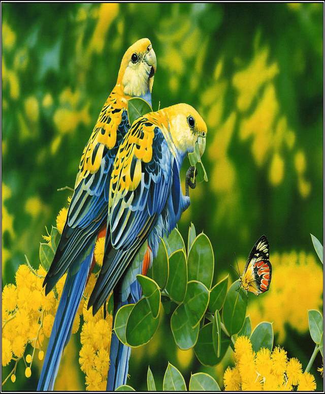 Wonderful Animals'/Birds' Shots