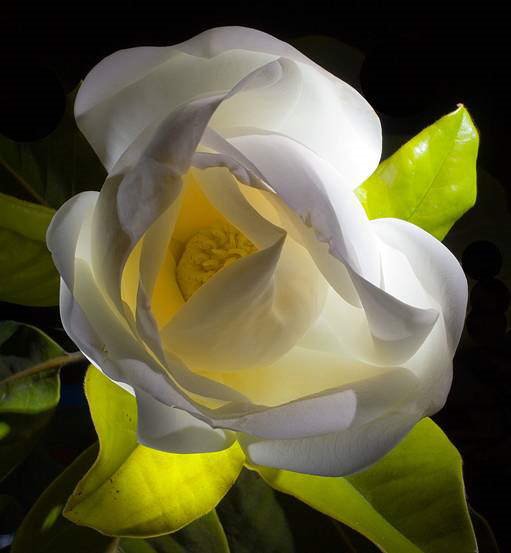 Image Dimension: 511x553 Magnolia Flower - Nature at its best