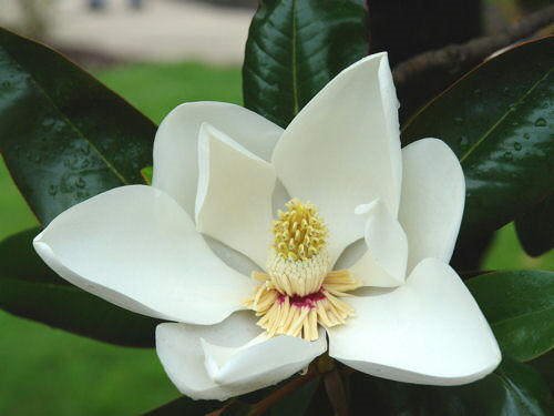 Image Dimension: 500x375 Magnolia Flower - Nature at its best