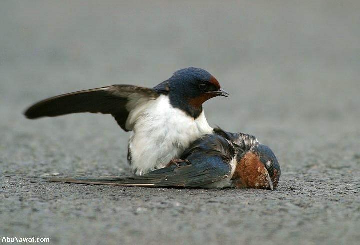 Love of Bird Swallow Love of Bird Swallow