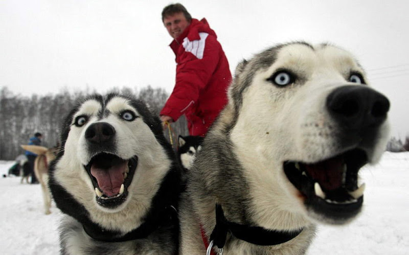 Dog sled photos from several races (Yukon Quest Race, Cam-Am Crown Race) in the Northern Hemisphere (Alaska)