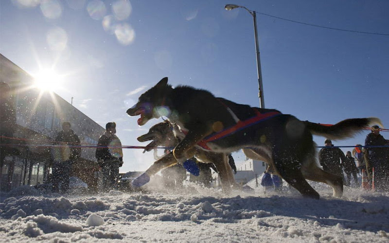 Dog sled photos from several races (Yukon Quest Race, Cam-Am Crown Race) in the Northern Hemisphere (Alaska)