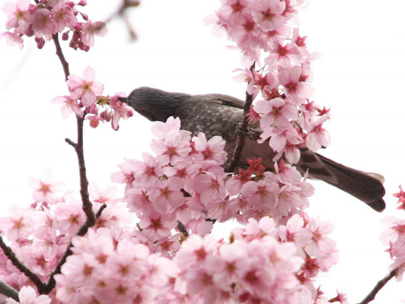 Glorious Spring ....