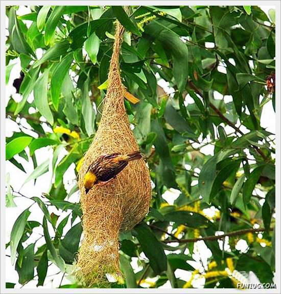 Beautiful Birds' Nests