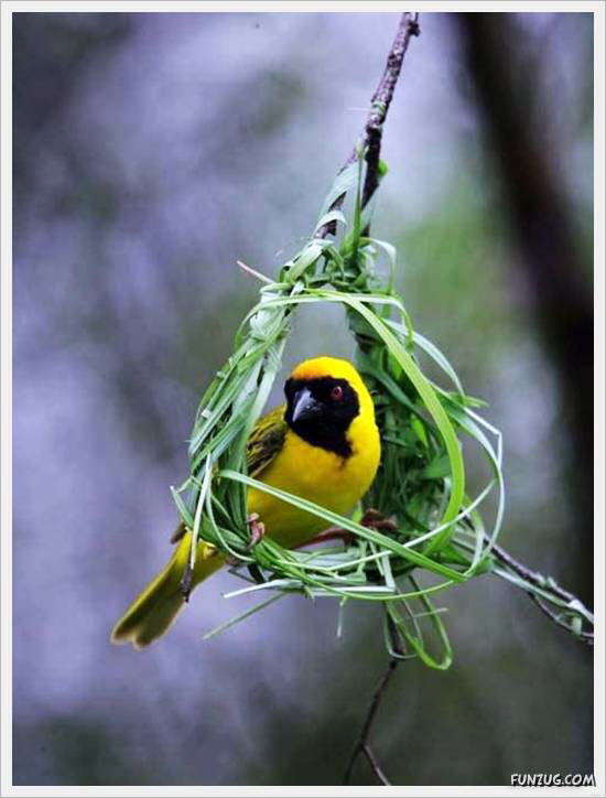 Beautiful Birds' Nests