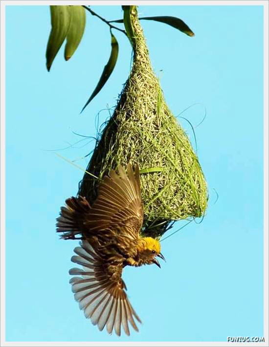 Beautiful Birds' Nests