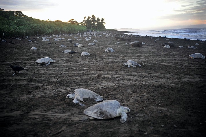 Image Dimension: 712x473 :: Save the Turtles - Habitat destruction photos from Costa Rica Save the Turtles - Habitat destruction photos from Costa Rica