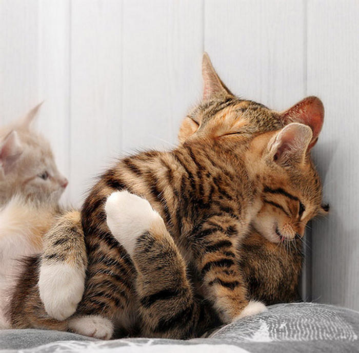 Amazing Photographs from the Animal Kingdom