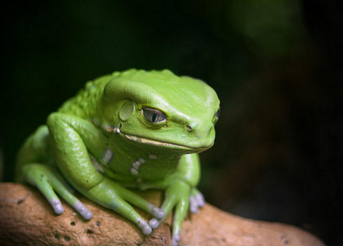 Amazing Photographs from the Animal Kingdom