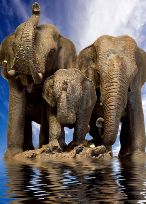 Amazing Photographs from the Animal Kingdom