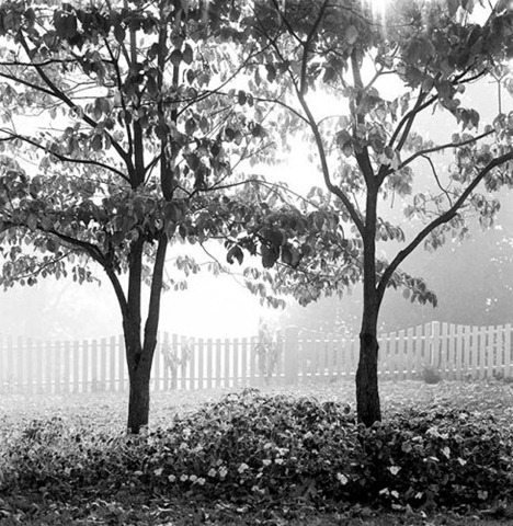 [2_trees[4].jpg]