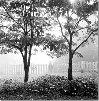 2_trees