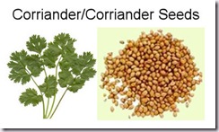 corriander herb