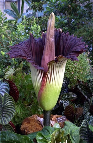 [Corpse_Flower[3].jpg]