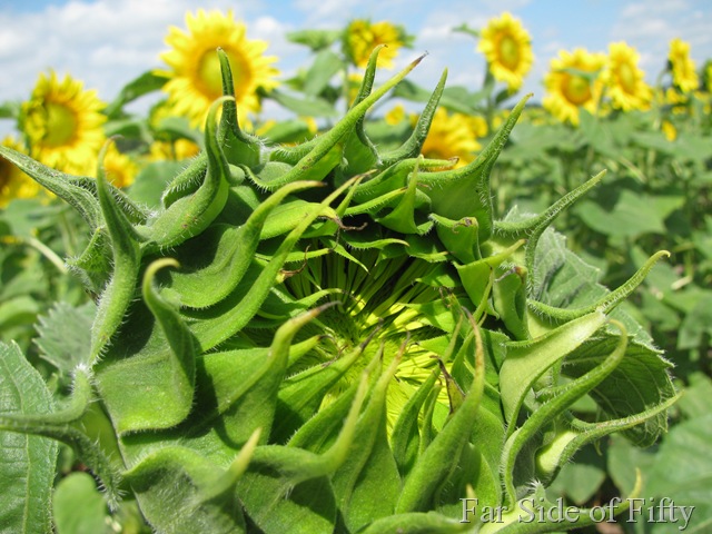 [Sunflowers One[10].jpg]