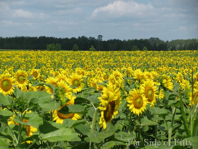 [sunflowers four[9].jpg]