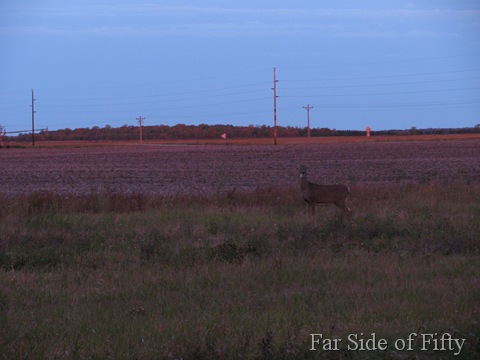 Deer in the field Sept26 2010 Deer in the field Sept26 2010