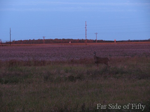 Deer in the field Sept26 2010