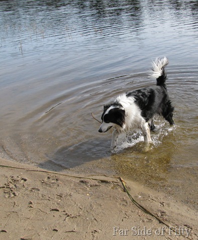[Chance and  a stick[10].jpg]
