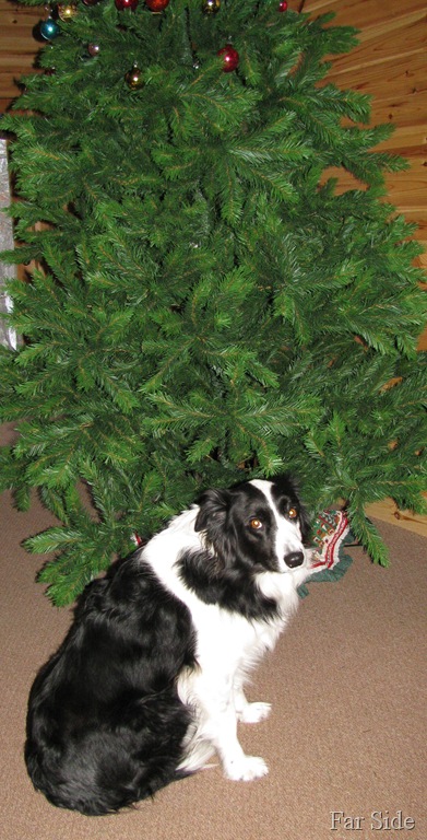 [Chance and the tall treeIMG_9991[9].jpg]