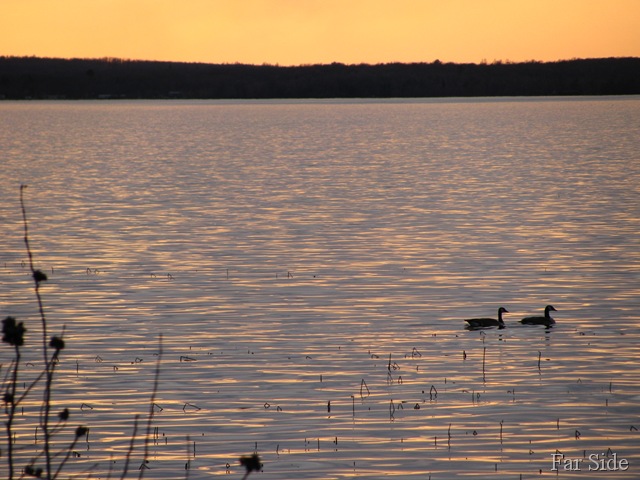 [Canadian Geese at sunset[7].jpg]