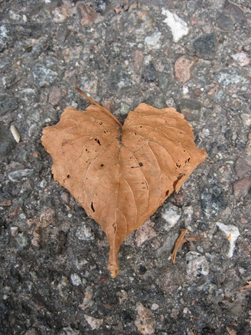 [IMG_44986.jpg]