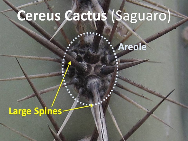 [Cereus Spines[8].jpg]