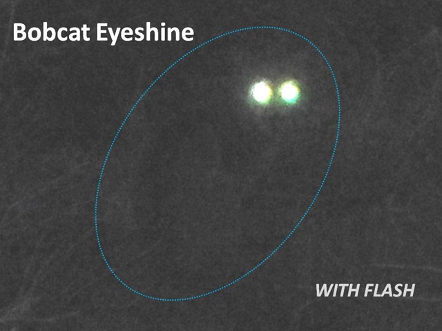 [Bobcat flash[4].jpg]