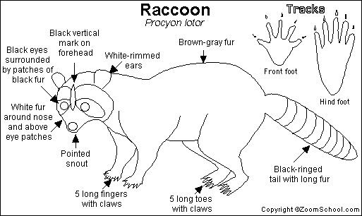 [Raccoon_bw[5].gif]