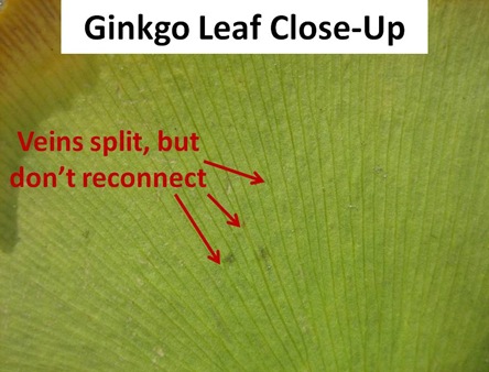 Ginkgo Leaf Closeup