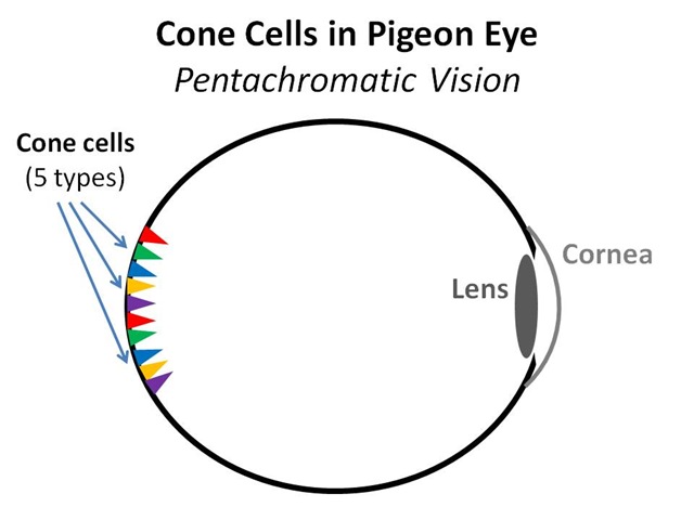 [Bird Eye Cones[4].jpg]