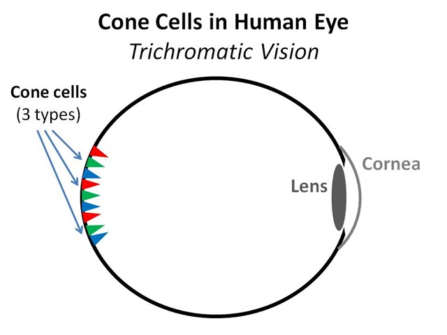 [Human Eye Cones[4].jpg]