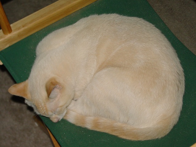 [curledupcat5.jpg]