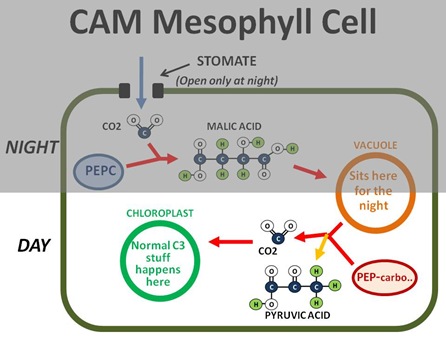 CAM Cell