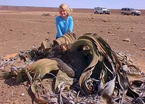 [welwitschia5.jpg]