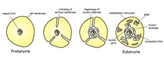 Eukaryote_evolution