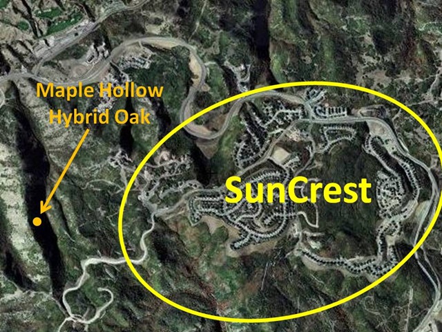 [SunCrest4.jpg]