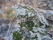Sonoran Moss Wall