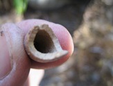 maxipinon nut shell