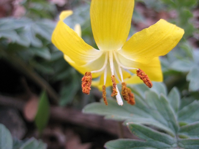 [GlacierLilyCloseup412085.jpg]