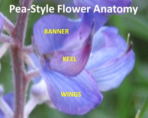 [Pea Structure[4].jpg]