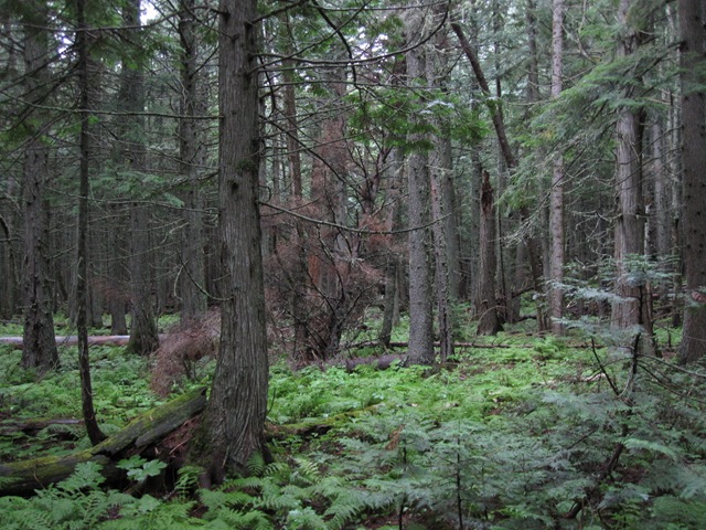 [CHForest15.jpg]