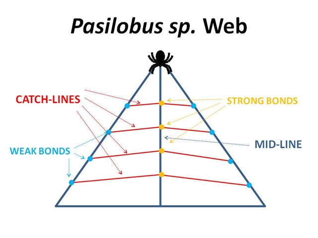 [Pasilobus Web3[4].jpg]