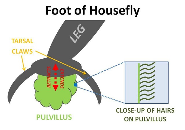 [FootDiagramcut4.jpg]