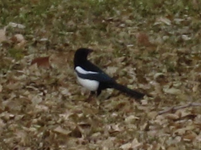 [magpie45.jpg]