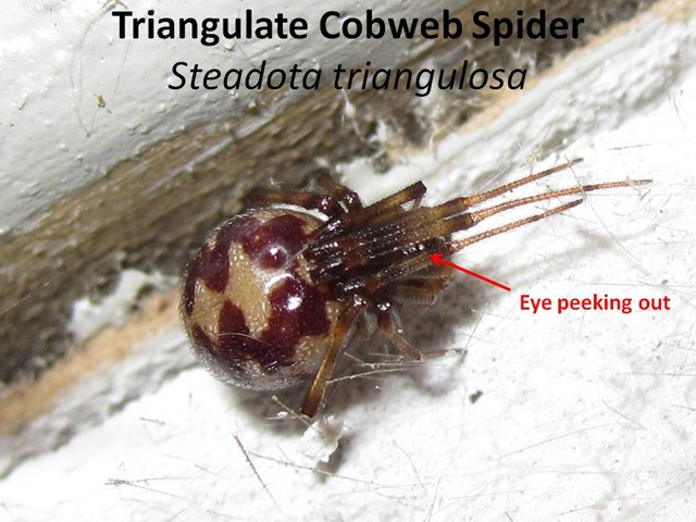 [Striangulosa14.jpg]
