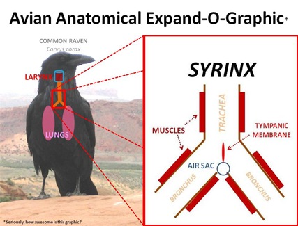 Syrinx Expand-O