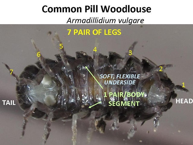 [Woodlouse ID[4].jpg]